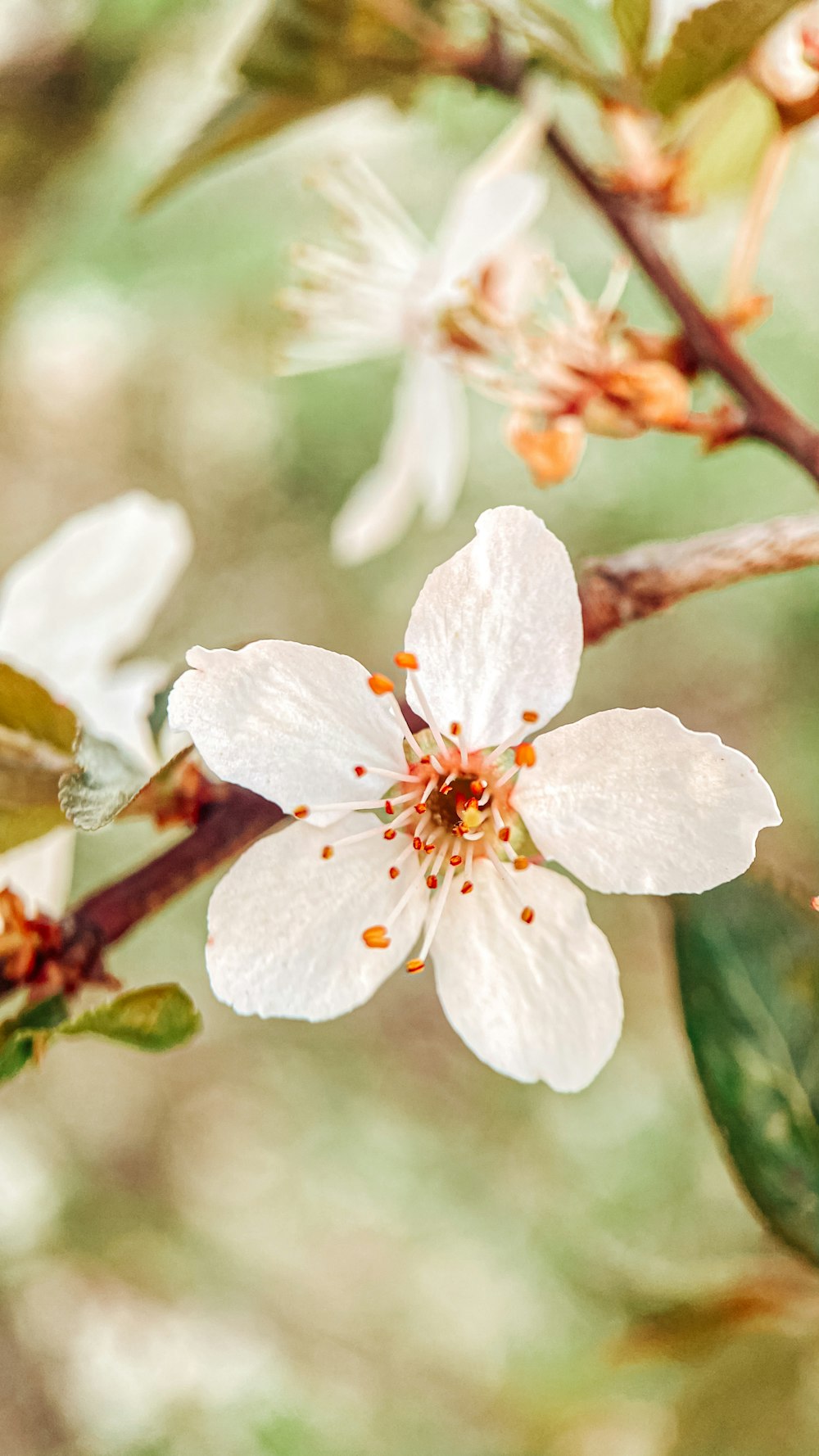 white cherry blossom in close up photography