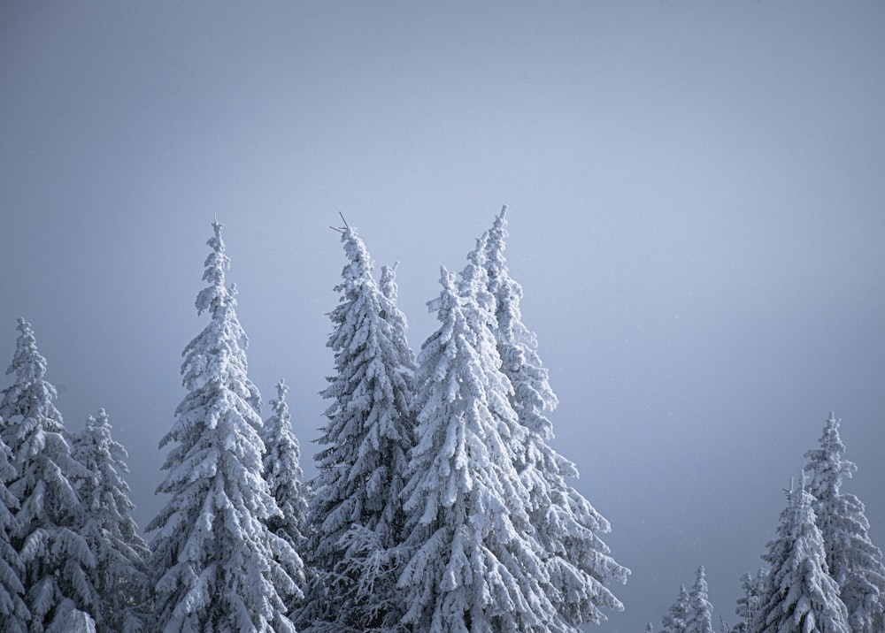 a group of snow covered trees in the snow