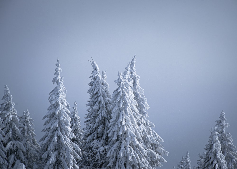 Un grupo de árboles cubiertos de nieve en la nieve