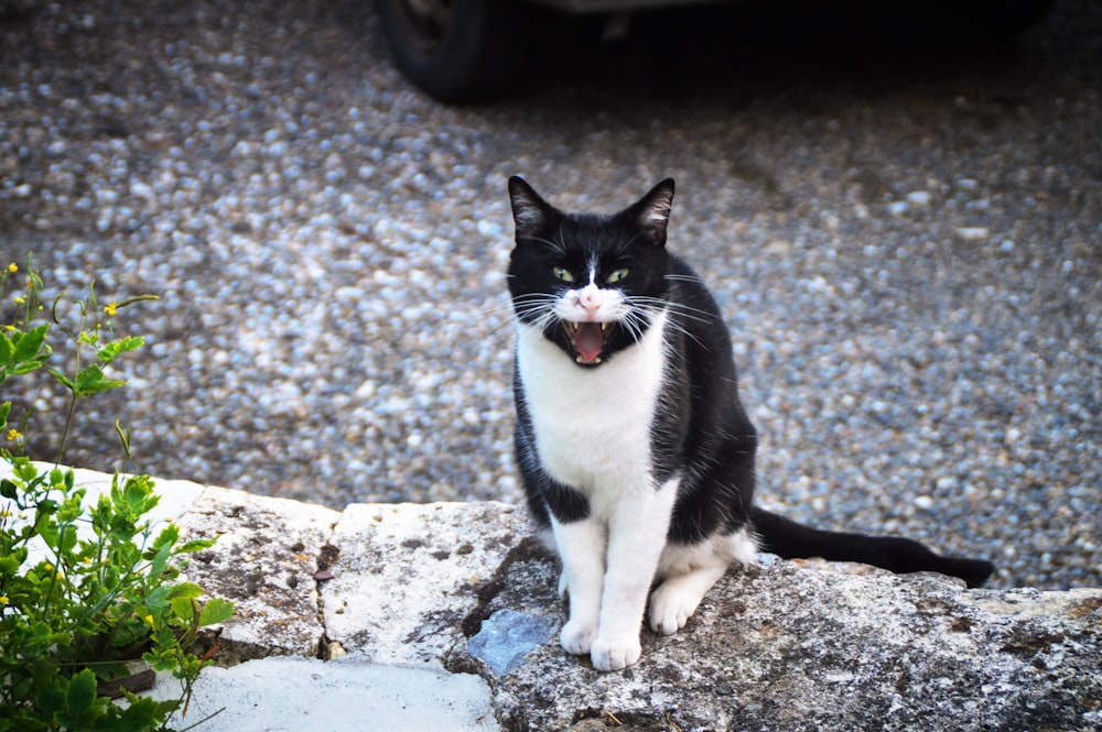 tuxedo cat on gray concrete floor