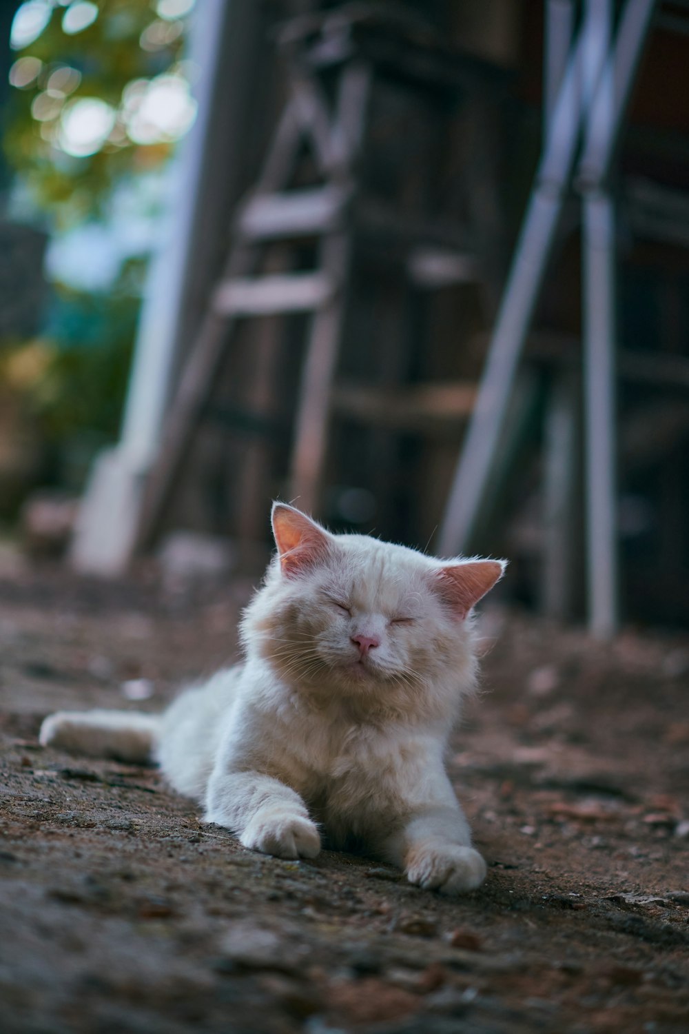 white cat on brown soil