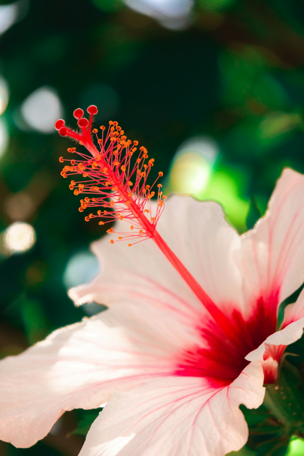 white and red hibiscus in bloom during daytime