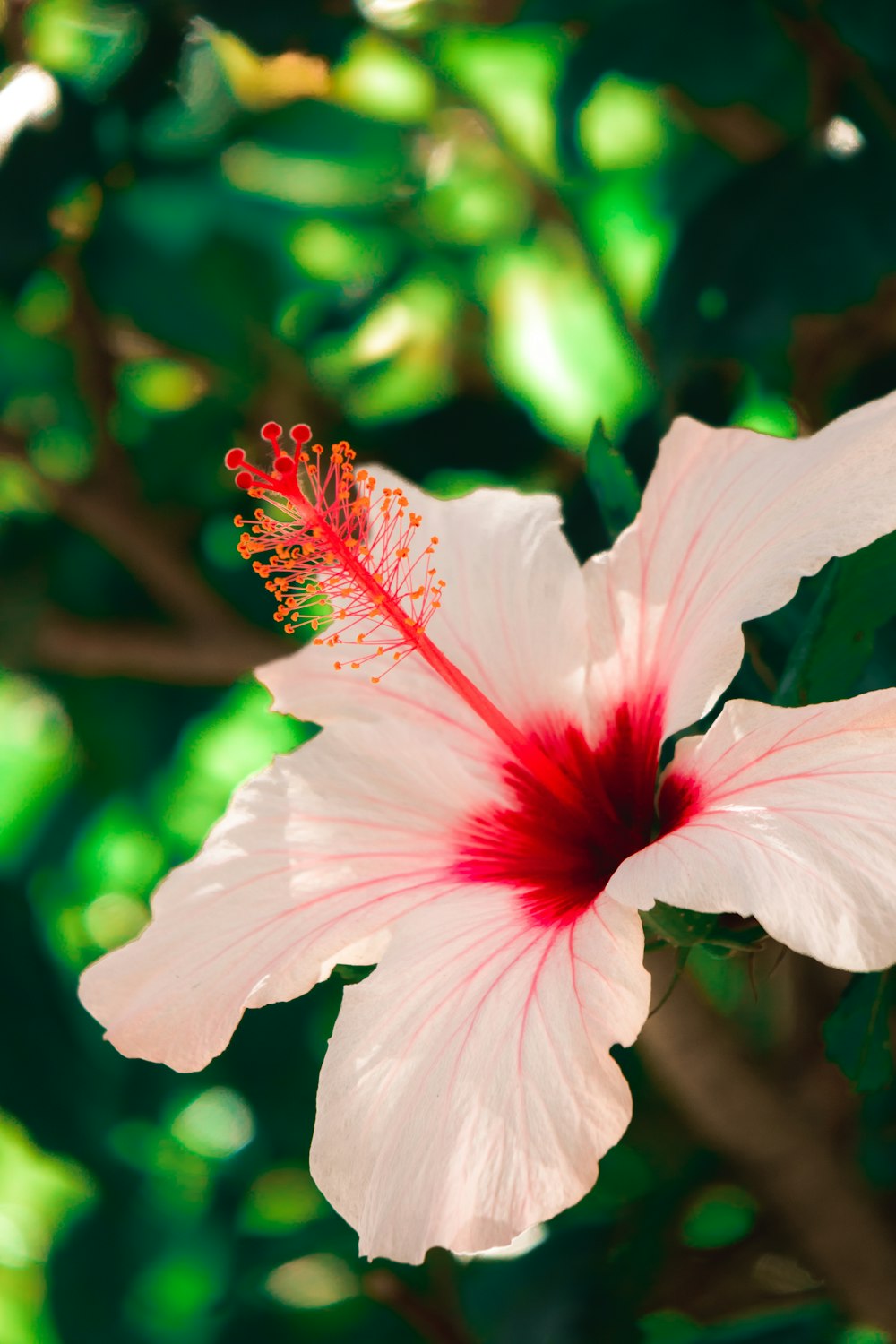 Weißer Hibiskus blüht tagsüber