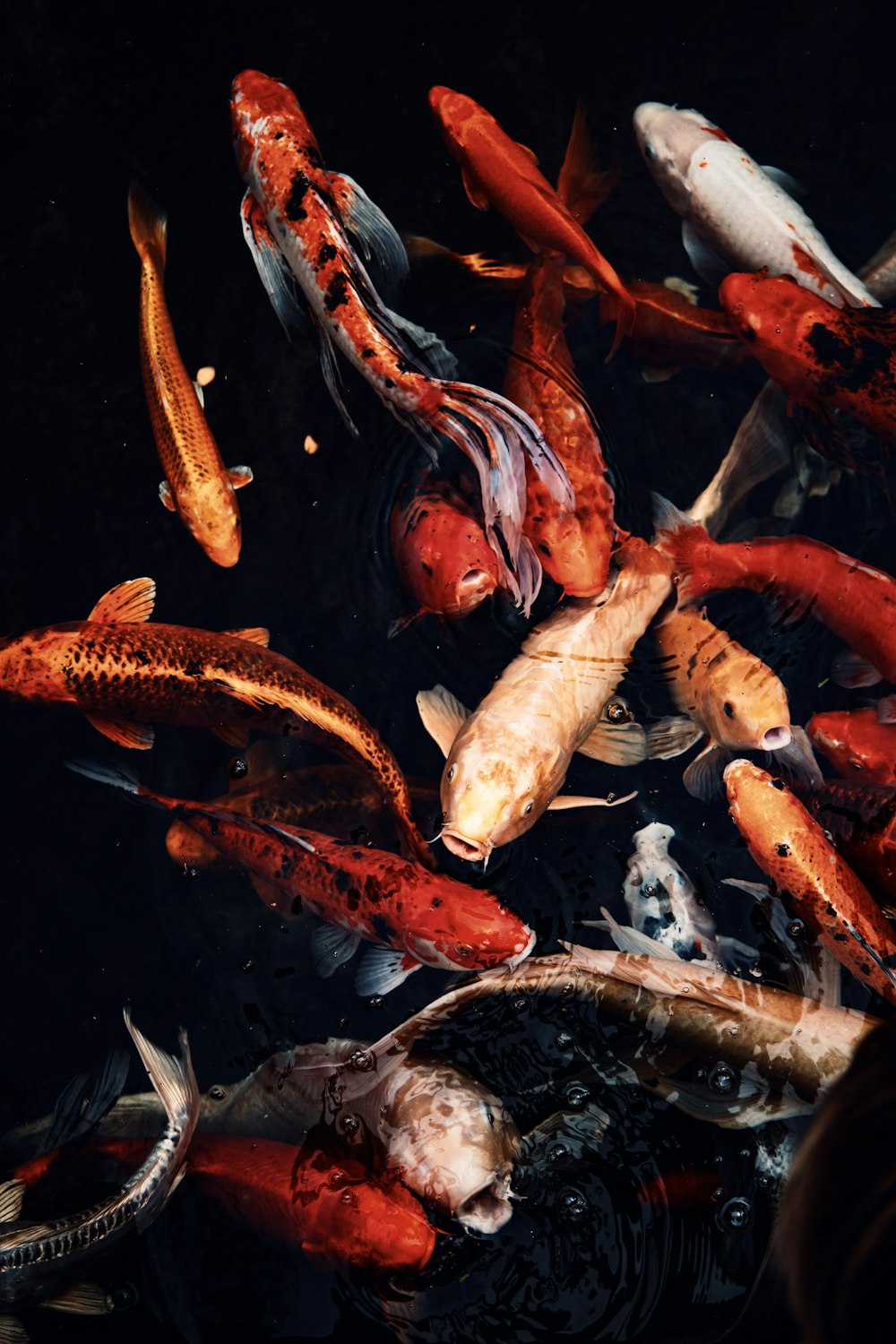 Poissons koï rouges et blancs