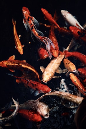 A group of Koi fish swimming together in dark water. The fish are of various colors including red, orange, white, and golden, with intricate patterns on their scales. The water's surface is slightly reflective, showing subtle ripples and some small bubbles.