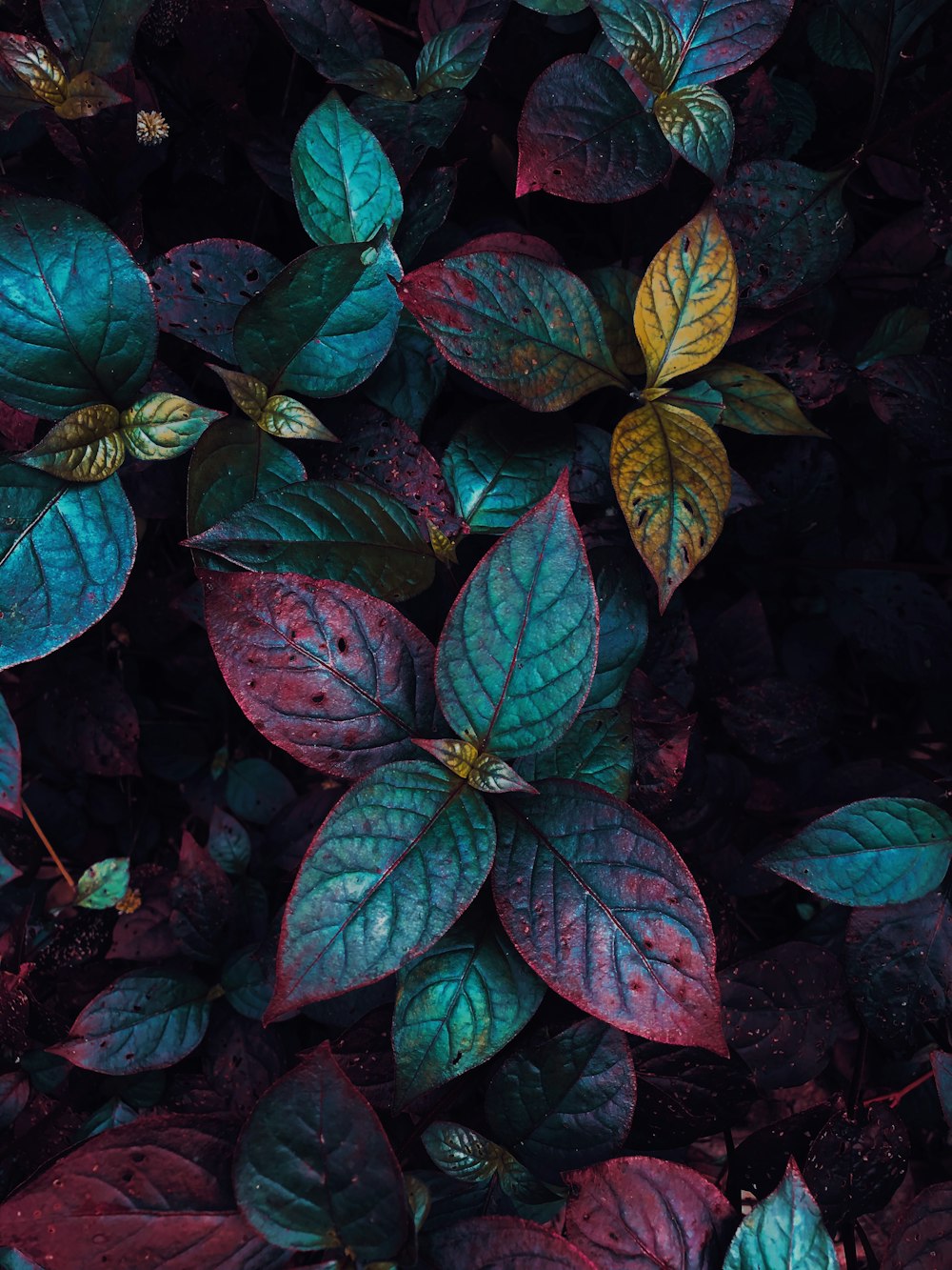 green and red leaves plant