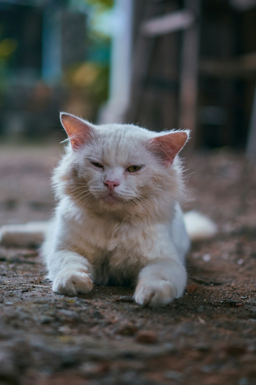 white cat on brown soil