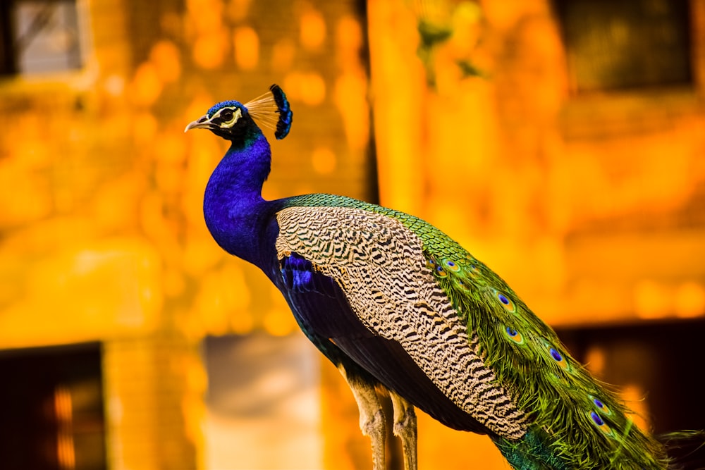 blue green and black peacock