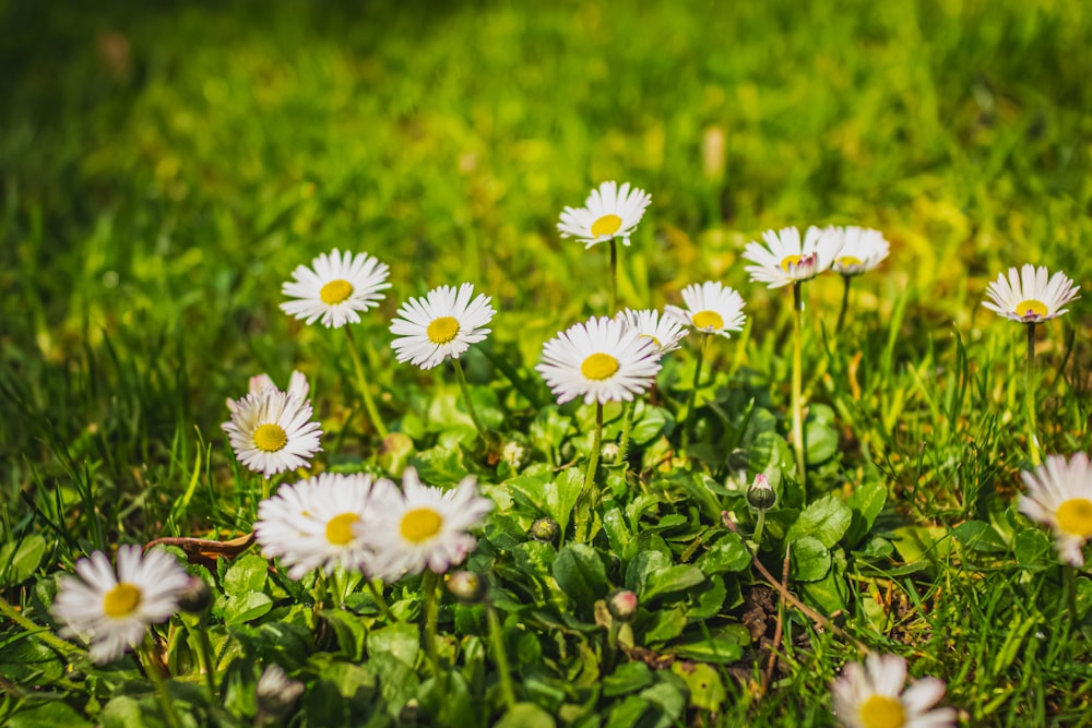 Weiße Gänseblümchen blühen tagsüber