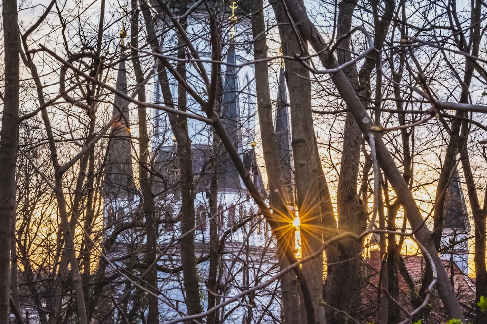 brown trees with yellow sun rays