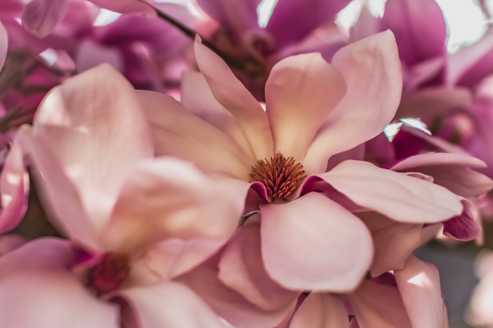 fiore rosa e bianco in macro shot