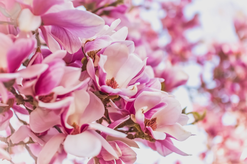 pink flower in tilt shift lens