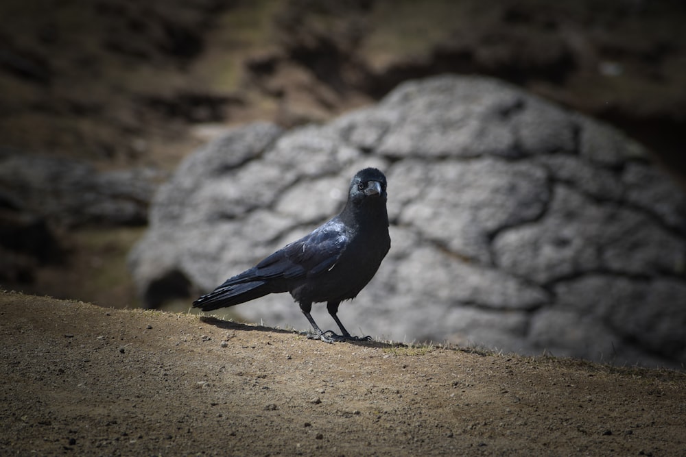 black bird on brown soil