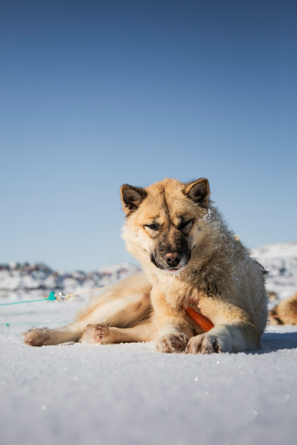 brown and white short coated dog lying on snow covered ground during daytime