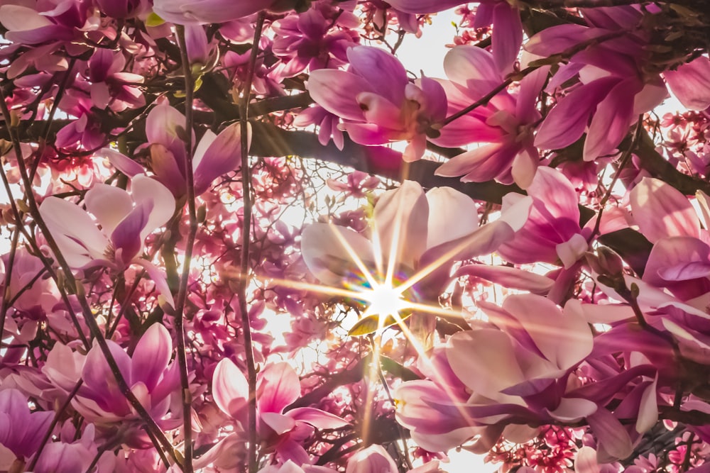 fiori rosa e bianchi durante il giorno