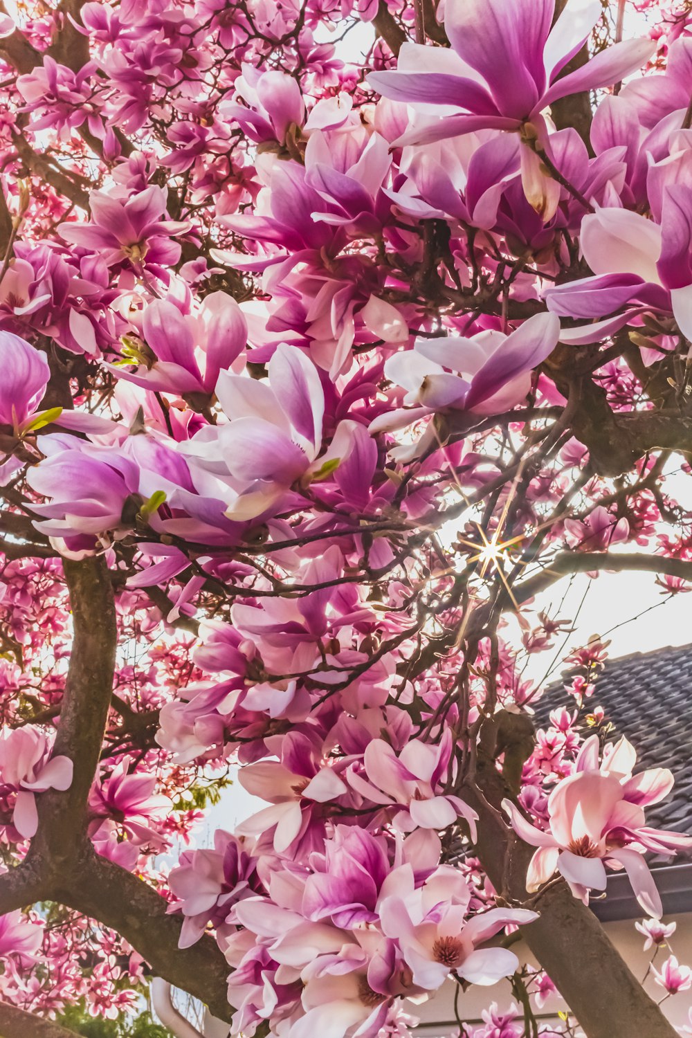 Foto flores rosas en la rama de un árbol – Imagen #fotografia de flores  gratis en Unsplash