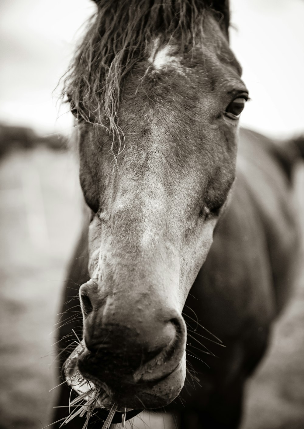 brown horse in close up photography