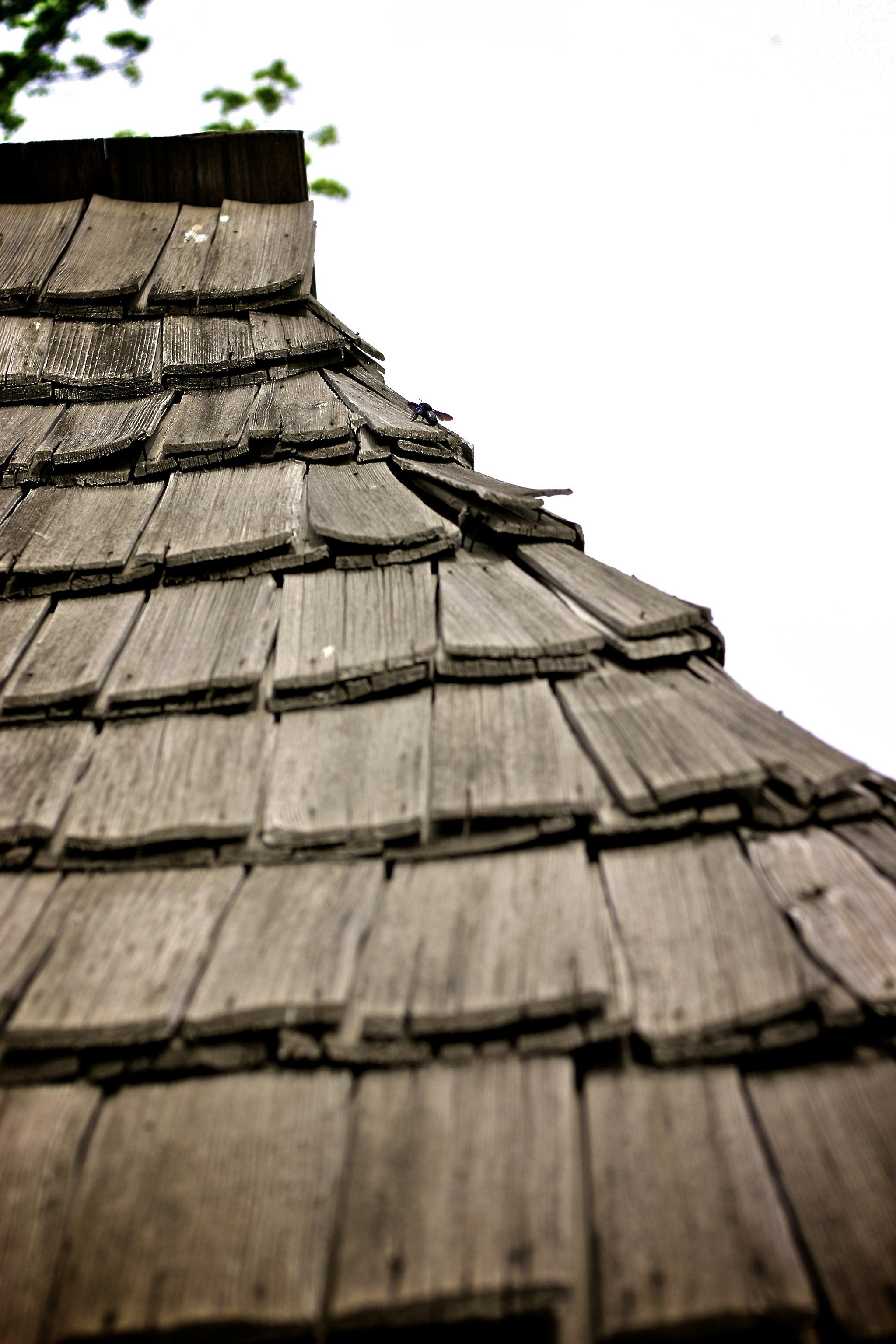Aged weathered shingle roof with visible damage and discoloration, overcast sky, worn suburban home exterior