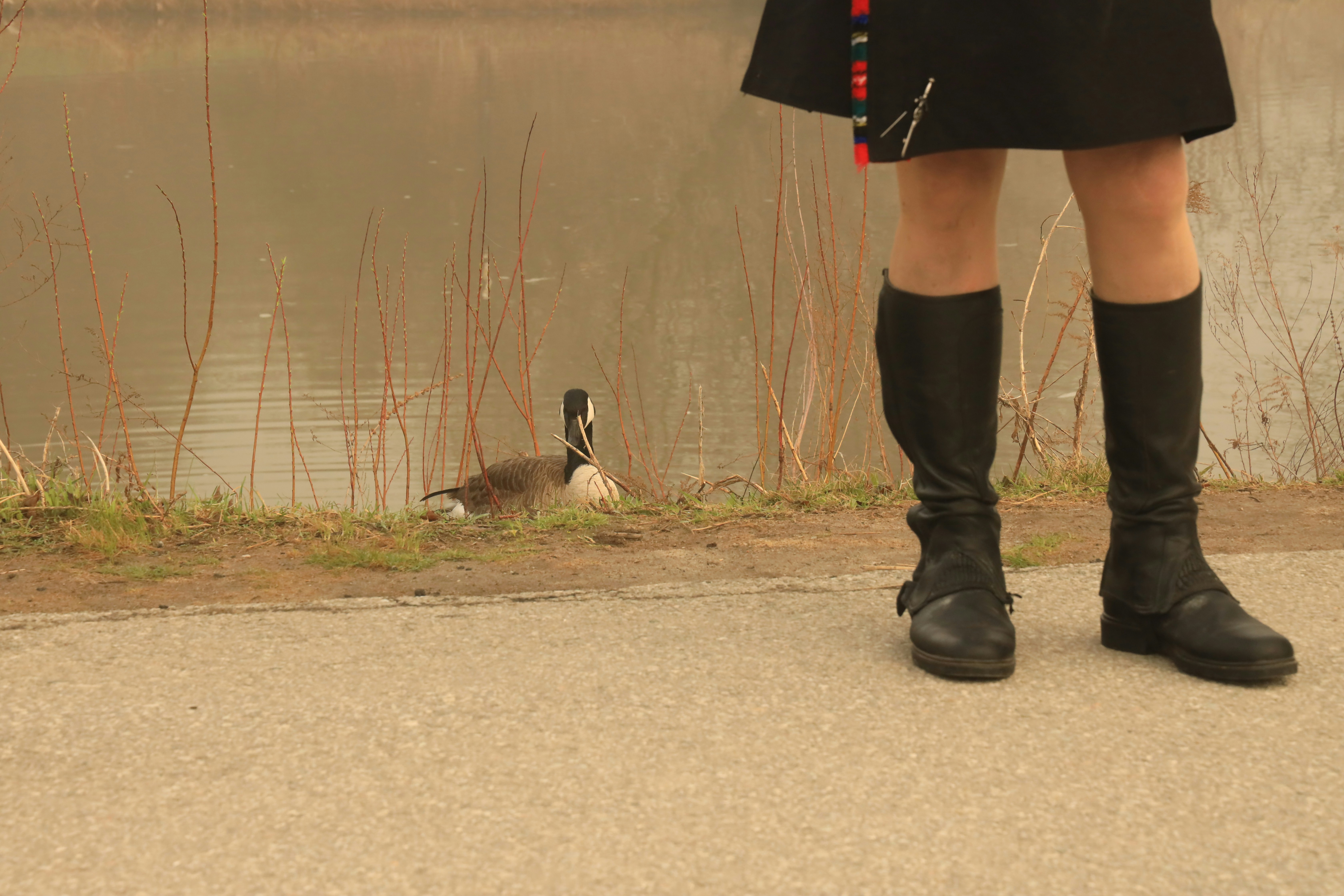 거위가 날아가는 꿈과 다양한 꿈 해석에 대한 심층 분석