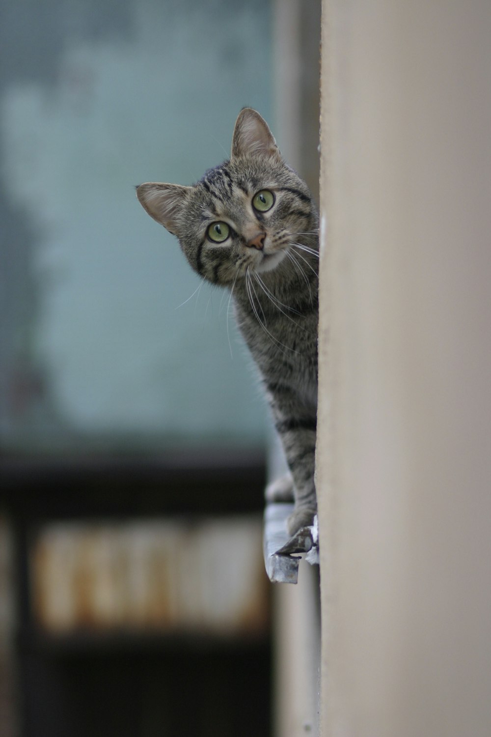 茶色の木製テーブルの上の銀色のぶち猫