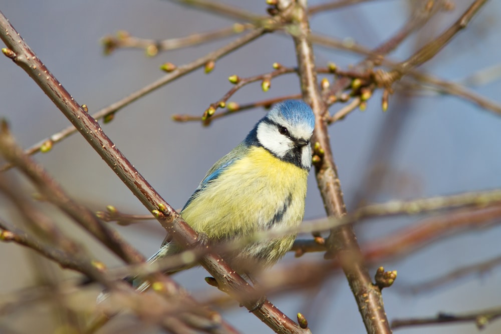 blue and yellow bird on brown tree branch