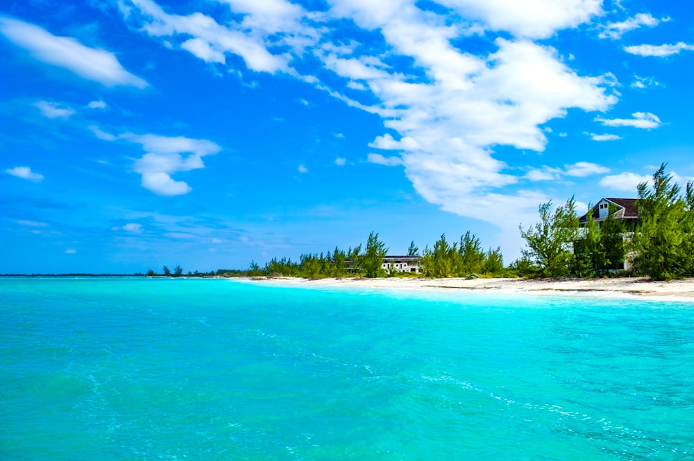 Grüne Palmen am Strand unter blauem Himmel tagsüber