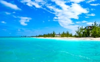 green palm trees on beach under blue sky during daytime