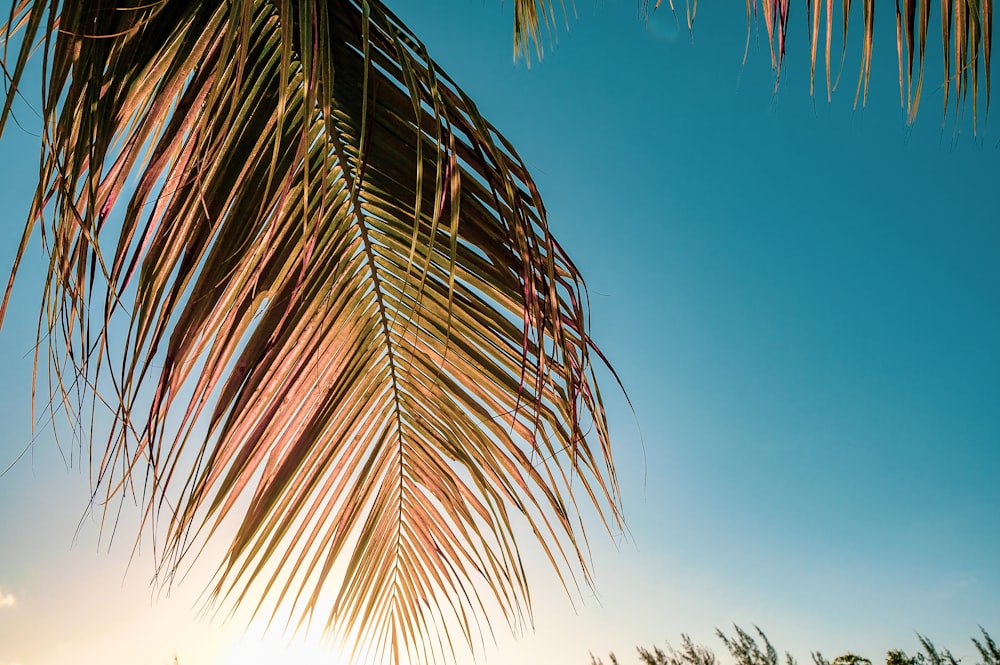 green palm tree under blue sky during daytime