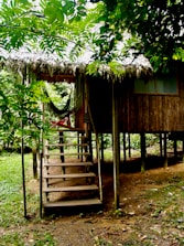 A peaceful Amazonian lodge nestled among towering trees with a hammock on the porch.