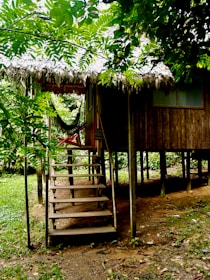 A peaceful Amazonian lodge nestled among towering trees with a hammock on the porch.