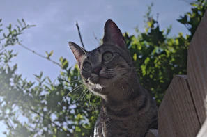 Happy cat with a colorful bandana looking playful in a sunny garden.