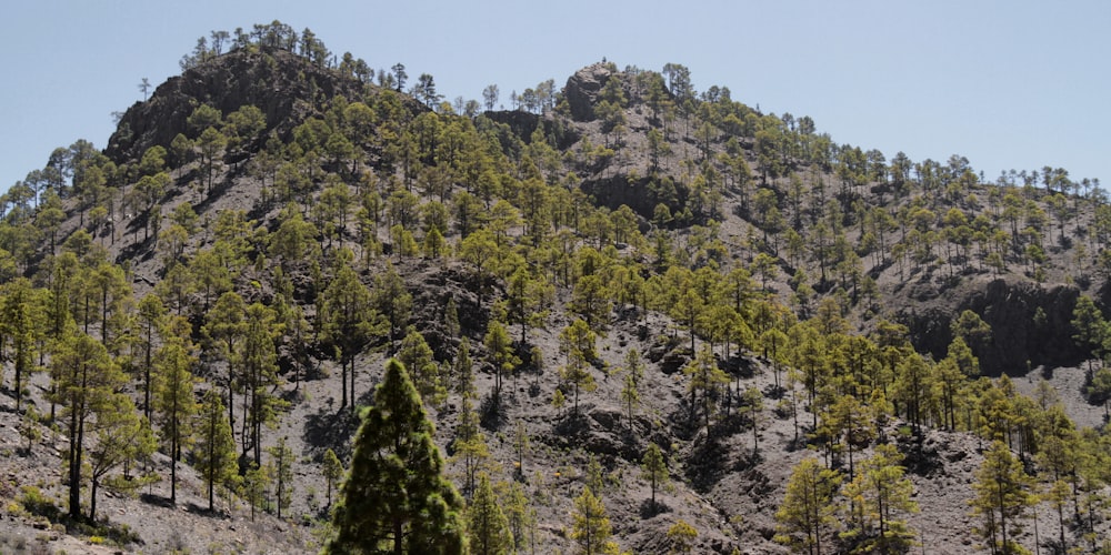 árvores verdes na montanha sob o céu azul durante o dia