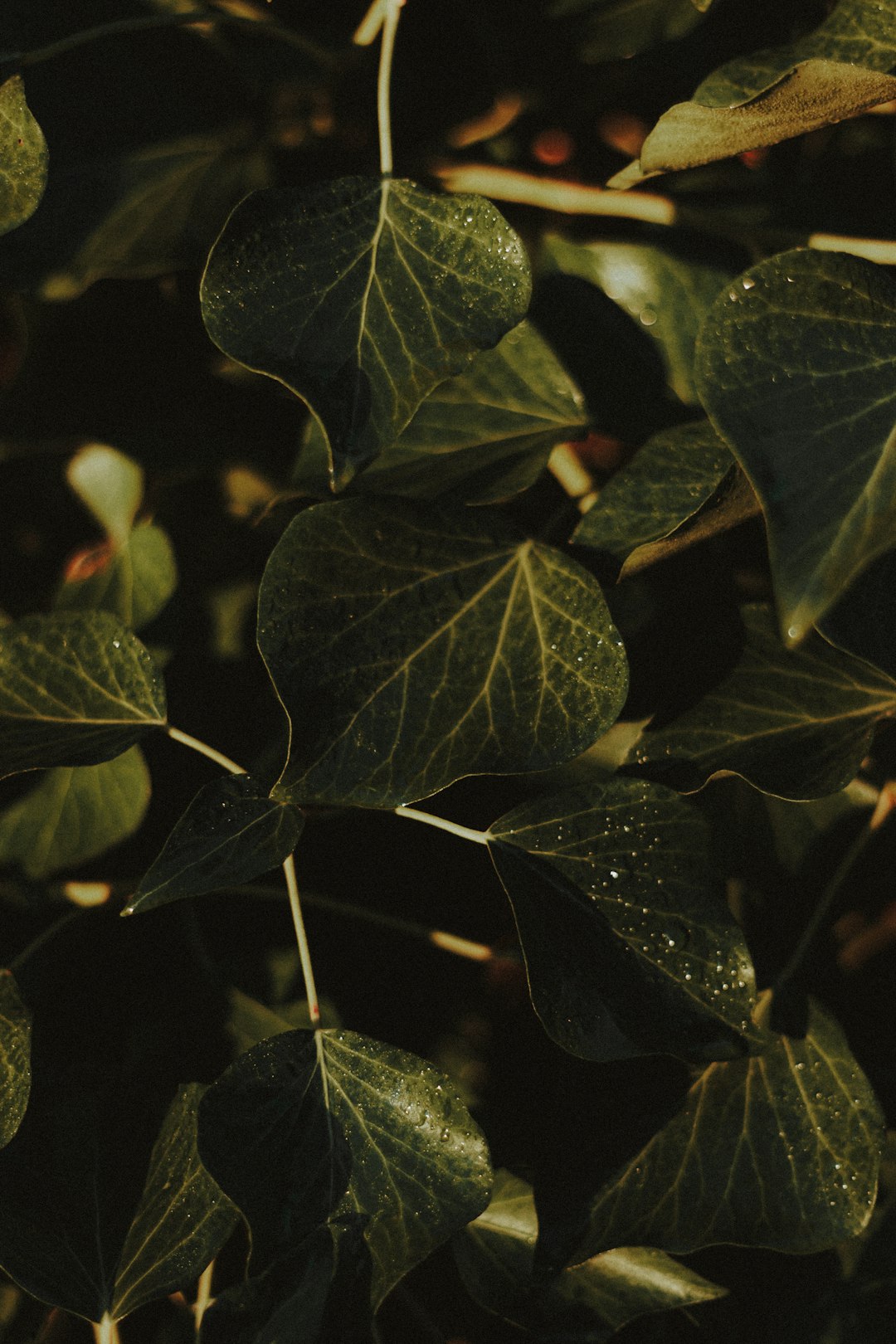 green leaves in close up photography