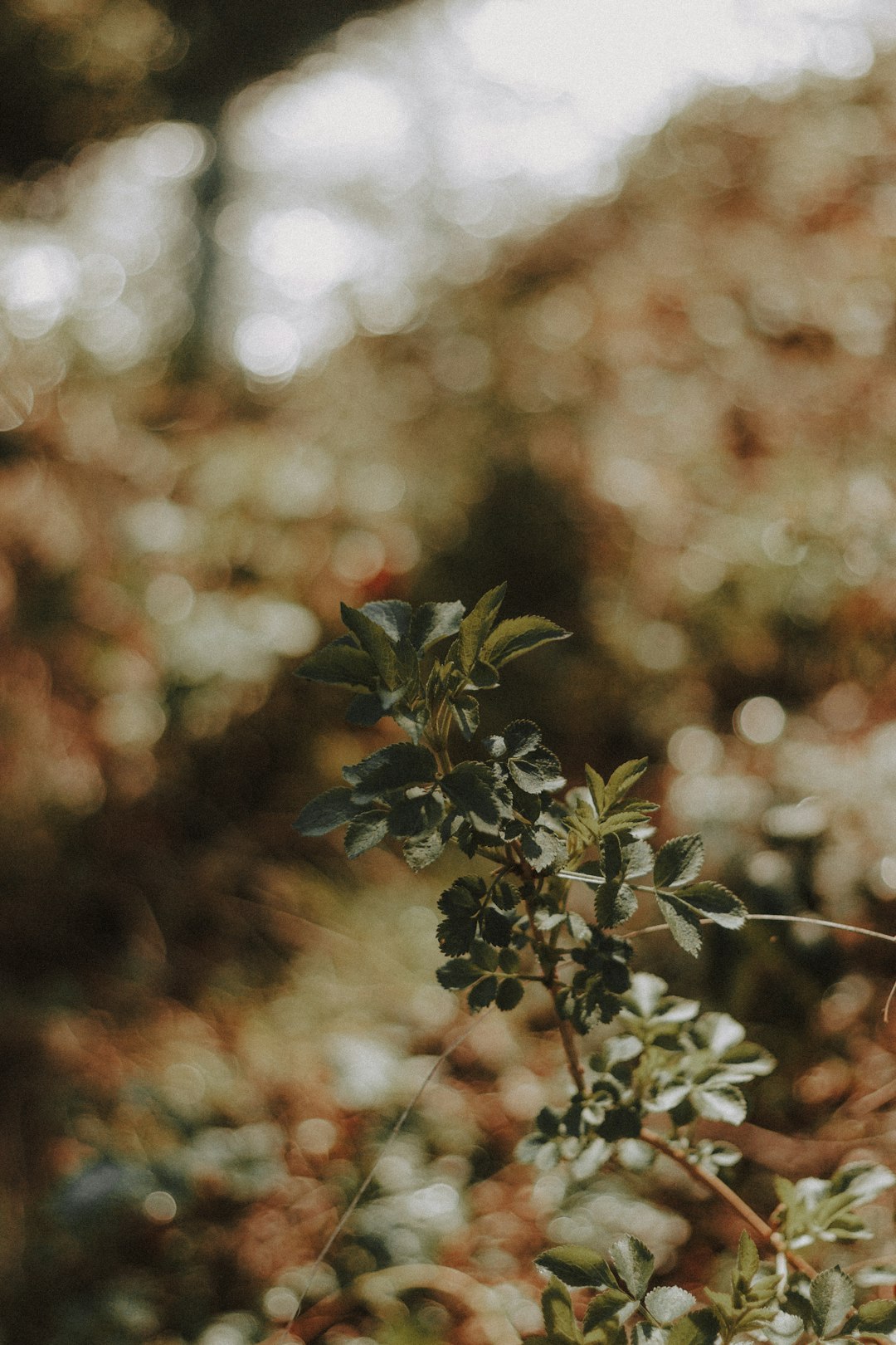 green plant in tilt shift lens