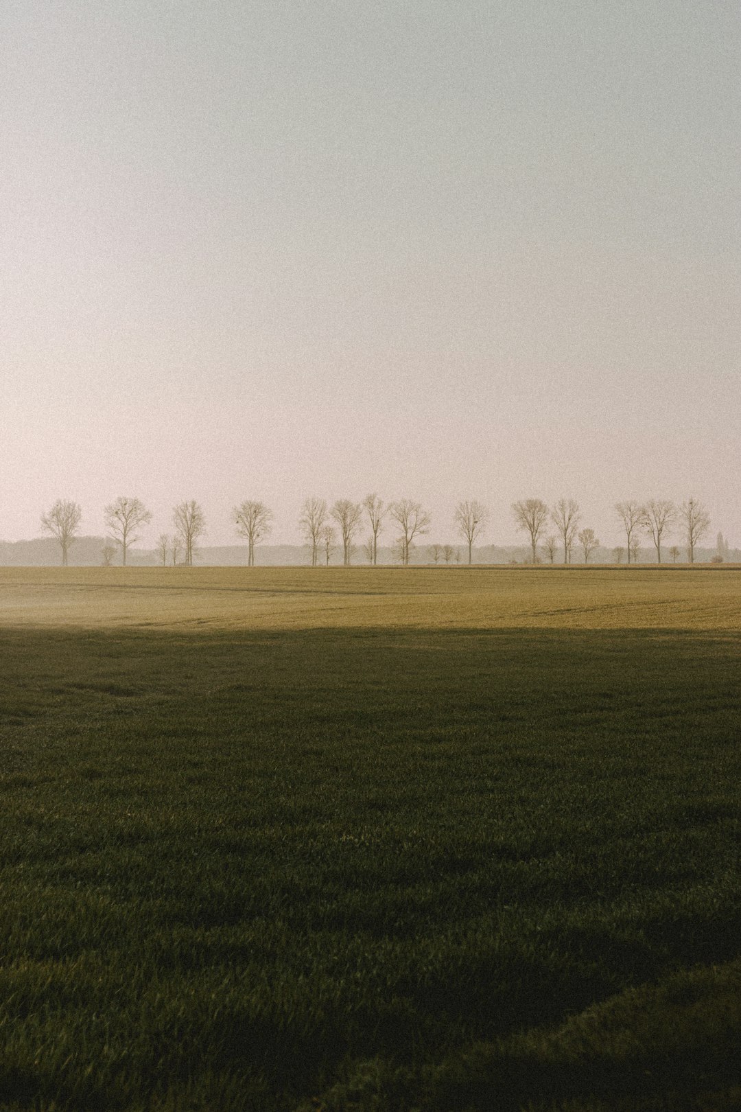 green grass field with fog