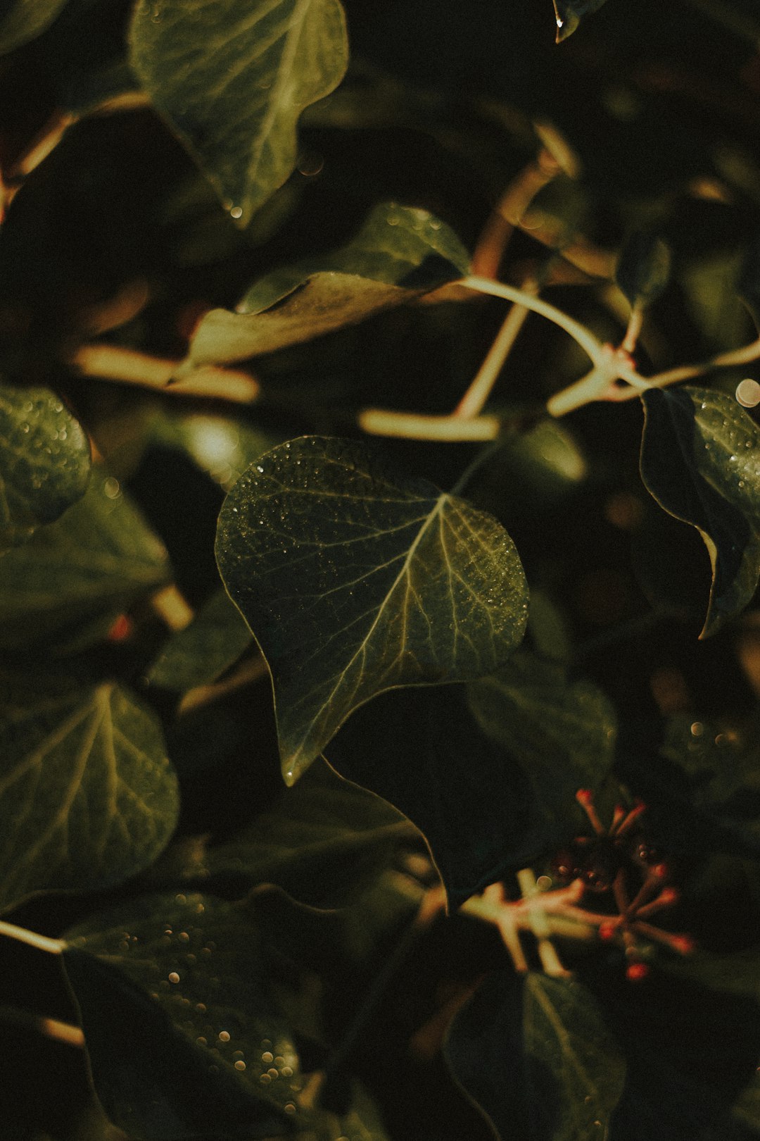 green leaves in tilt shift lens