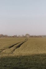 green grass field during daytime