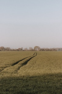 green grass field during daytime