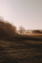A serene landscape in soft grayscale tones, with a lone tree standing against an open horizon.