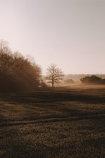 A serene landscape with a lone tree symbolizing strength and solitude.