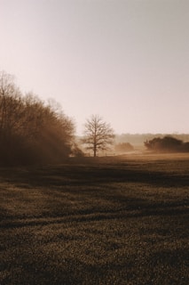 A serene landscape in soft grayscale tones, with a lone tree standing against an open horizon.