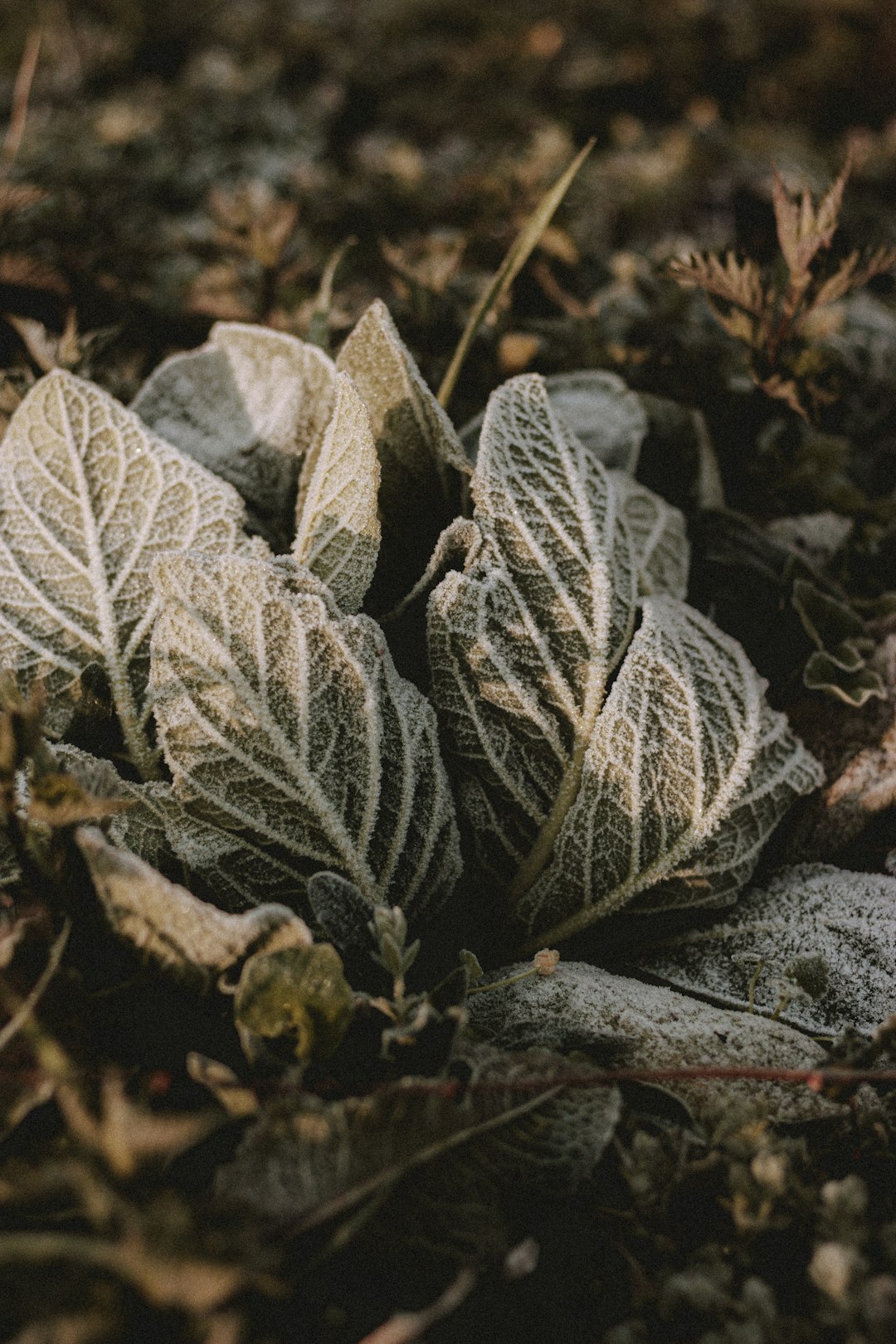 green and white plant on black and brown soil