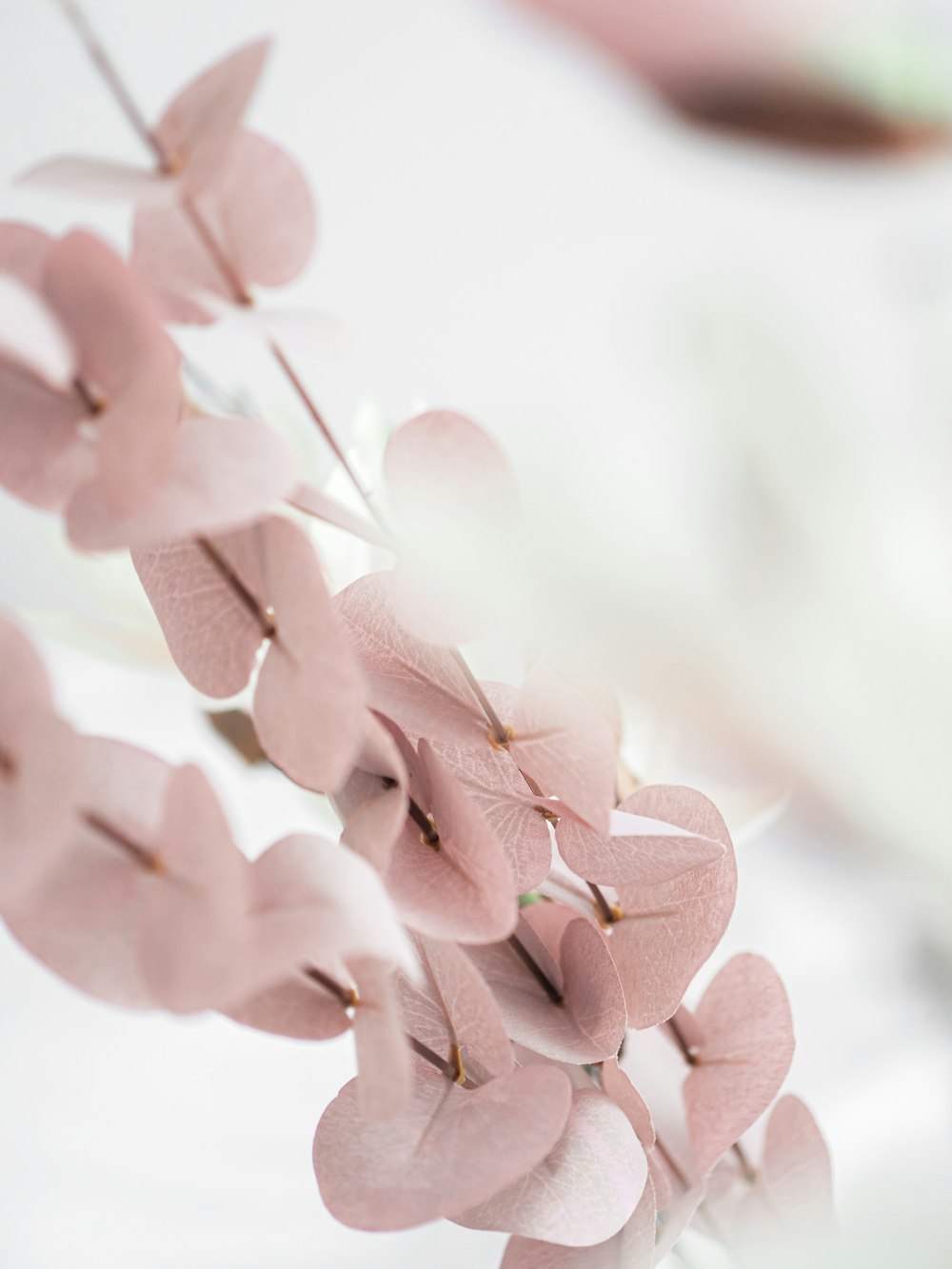 pink flowers in tilt shift lens