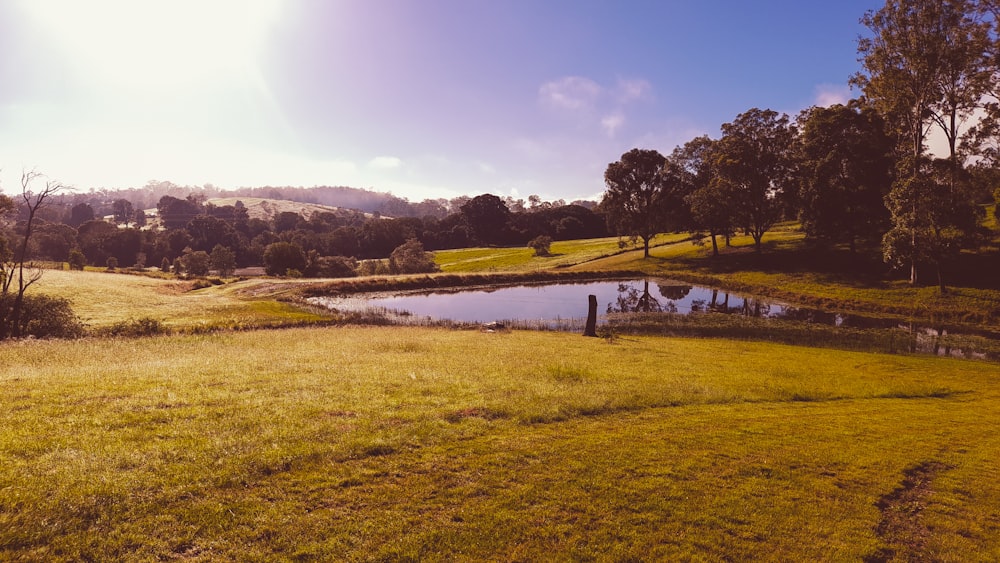 campo di erba verde vicino allo specchio d'acqua durante il giorno