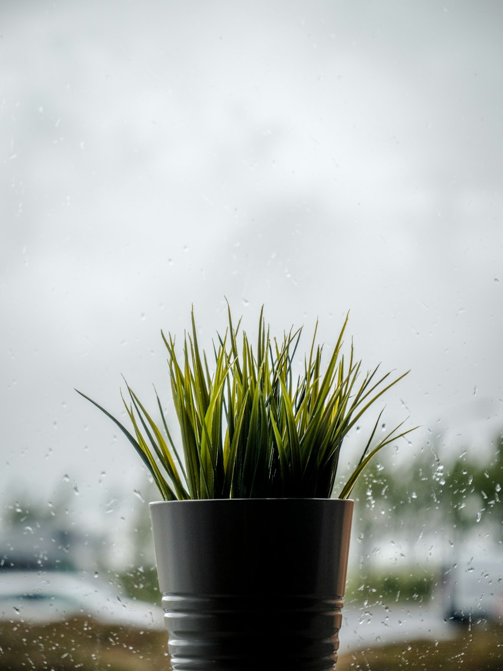 green plant on gray pot