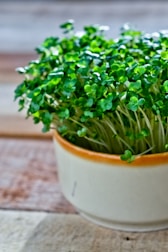 A small ceramic pot containing vibrant green microgreens sits on a wooden surface. The leaves are densely packed and lush, with a fresh and healthy appearance. The pot has a smooth texture with an orange rim, providing a subtle contrast to the greenery.