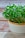 A small ceramic pot containing vibrant green microgreens sits on a wooden surface. The leaves are densely packed and lush, with a fresh and healthy appearance. The pot has a smooth texture with an orange rim, providing a subtle contrast to the greenery.