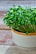 A small ceramic pot containing vibrant green microgreens sits on a wooden surface. The leaves are densely packed and lush, with a fresh and healthy appearance. The pot has a smooth texture with an orange rim, providing a subtle contrast to the greenery.