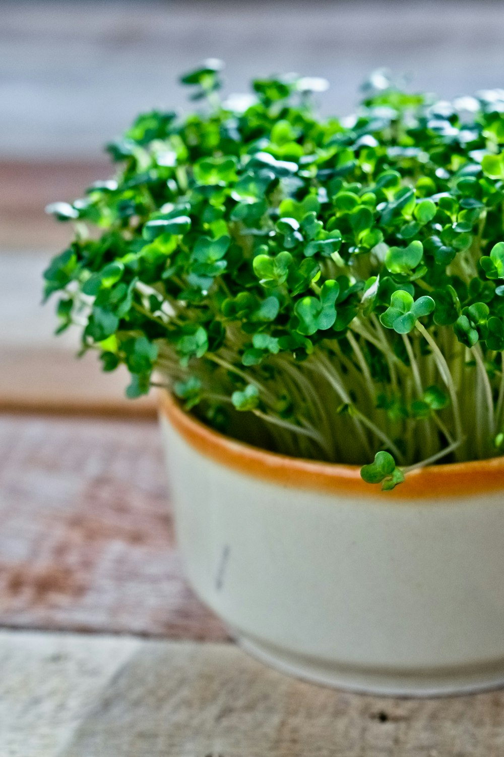 green plant in white ceramic pot