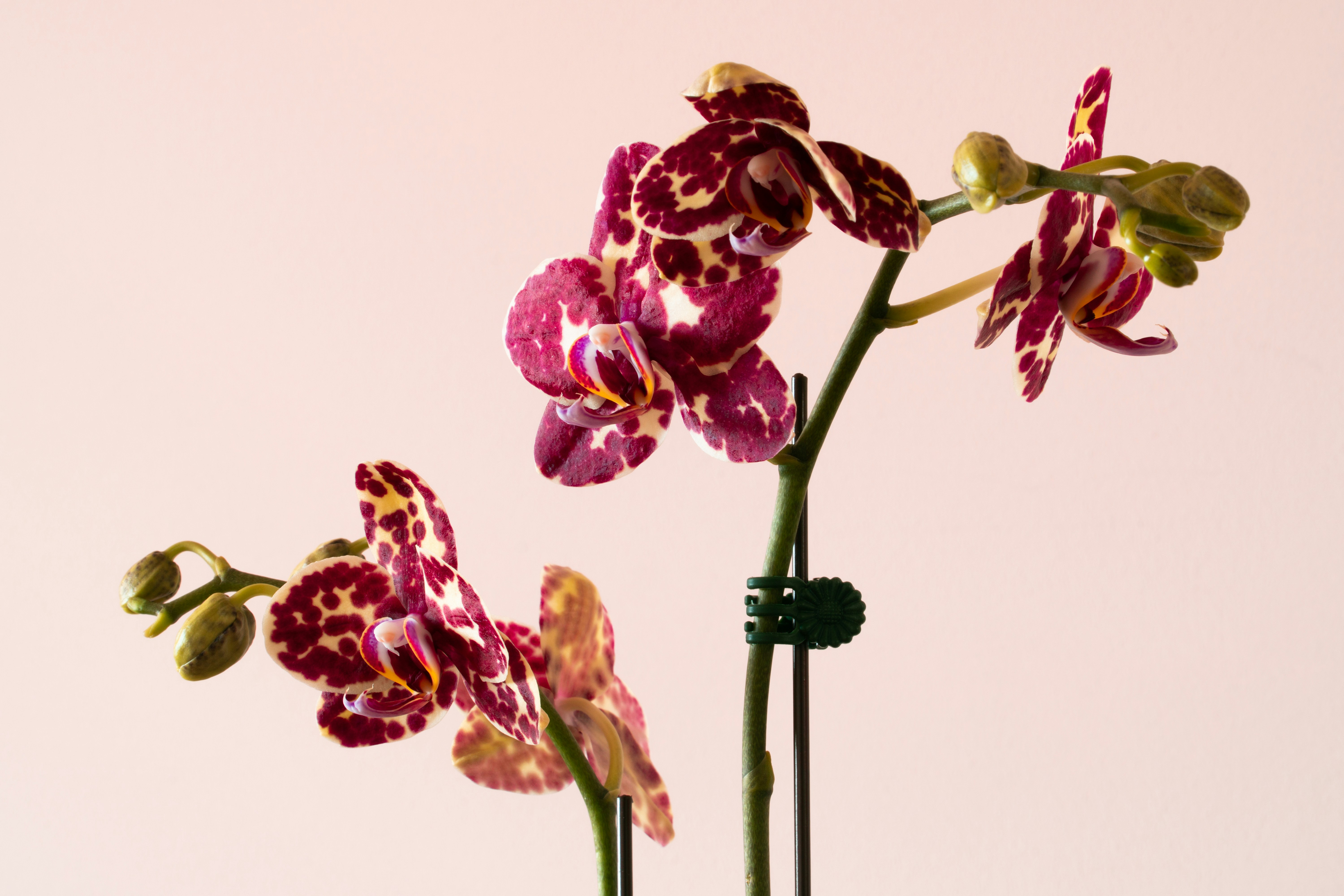 Photo by earl_plannerzone